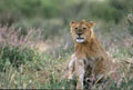 <center>Un regard qui porte au loin ; ce futur roi <br>est sur le point de partir à la chasse. lion jeune assis tanzanie 